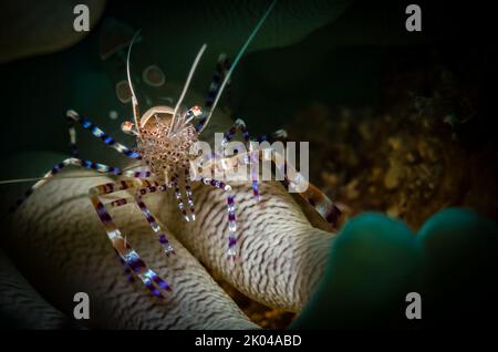 Gefleckte Cleaner Shrimps (Periclimenes yucatanicus) am Riff vor der niederländischen Karibikinsel Sint Maarten Stockfoto