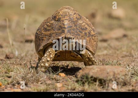 Pantherschildkröte (Stigmochelys Pardalis) Stockfoto