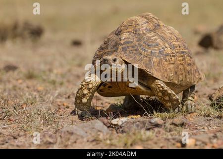 Pantherschildkröte (Stigmochelys Pardalis) Stockfoto