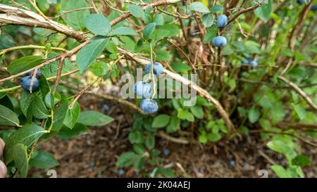 Große, reife kultivierte Heidelbeeren oder Hochbusch-Heidelbeeren wachsen auf Ästen von Heidelbeerbusch, umgeben von grünen Blättern in hellem Sonnenlicht. Stockfoto