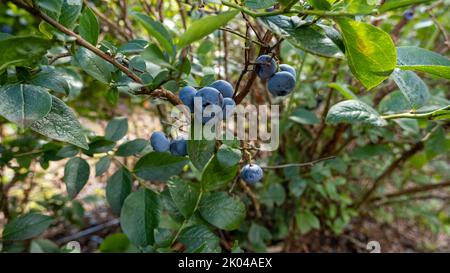 Große, reife kultivierte Heidelbeeren oder Hochbusch-Heidelbeeren wachsen auf Ästen von Heidelbeerbusch, umgeben von grünen Blättern in hellem Sonnenlicht. Stockfoto