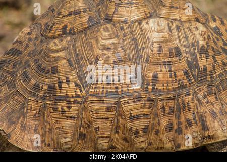 Pantherschildkröte (Stigmochelys Pardalis) Stockfoto