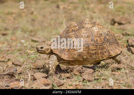 Pantherschildkröte (Stigmochelys Pardalis) Stockfoto