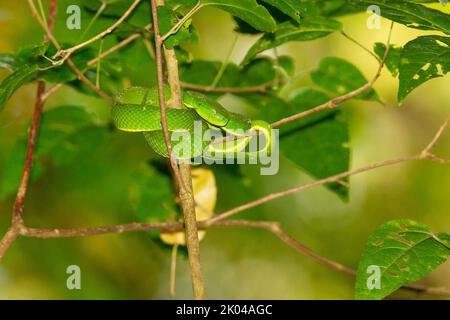 Seitengestreifte Palmviper (Bothriechis lateralis) oder seitlich gestreifte Palmviper, die sich zwischen Baumzweigen aufwickelt Stockfoto