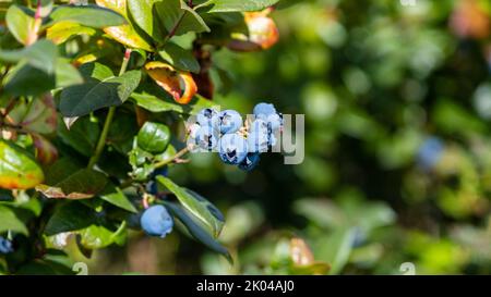 Große, reife kultivierte Heidelbeeren oder Hochbusch-Heidelbeeren wachsen auf Ästen von Heidelbeerbusch, umgeben von grünen Blättern in hellem Sonnenlicht. Stockfoto