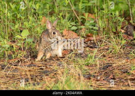 Eastern Cottontail (Sylvilagus floridanus) Sammeln von Nistmaterial Stockfoto