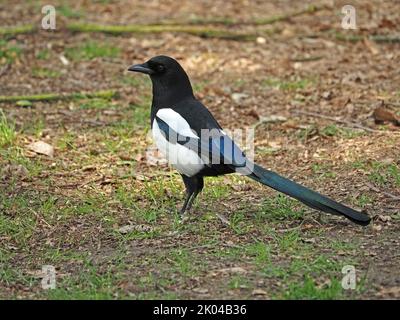 Eurasische Elster oder gewöhnliche Elster (Pica pica) mit schillerndem Gefieder, die im Grasland London, England, Futter finden Stockfoto