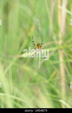 Eine Wespenspinne in einem großen Netz auf einem Hintergrund aus grünem Gras an einem sonnigen Tag. Argiope bruennichi. Stockfoto