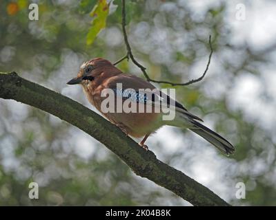Eurasischer Eichelhäher (Garrulus glandarius) mit rosa Gefieder und blauem Flügelstab, der in gutem Licht auf dem Baumzweig London, England, liegt Stockfoto