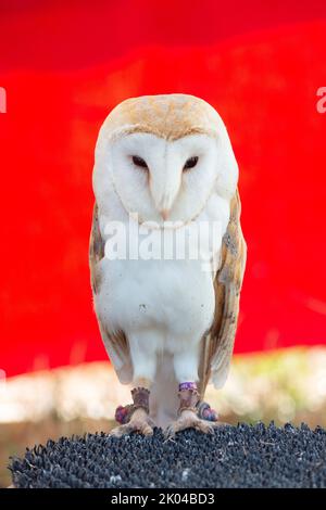 Italien, Lombardei, Schleiereule, Tyto Alba in Gefangenschaft Stockfoto
