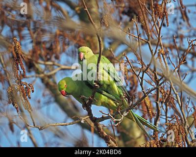 Paar Ringhalssittiche oder Rosenberingsittiche (Psittacula krameri) in Erlenbaum (Alnus glutinosa) London, England Stockfoto