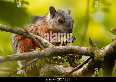 Buntes Eichhörnchen (Sciurus variegatoides), das eine Nuss frisst Stockfoto