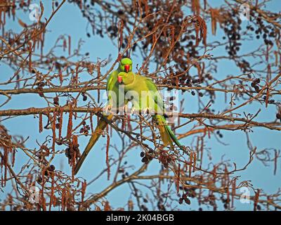 Paar Ringhalssittiche oder Rosenberingsittiche (Psittacula krameri) in Erlenbaum (Alnus glutinosa) London, England Stockfoto