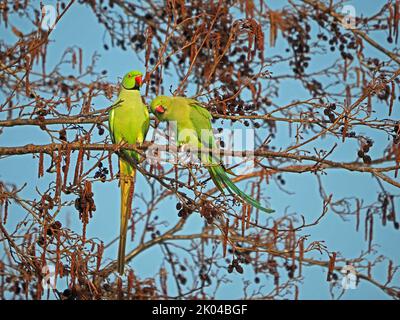 Paar Ringhalssittiche oder Rosenberingsittiche (Psittacula krameri) in Erlenbaum (Alnus glutinosa) London, England Stockfoto