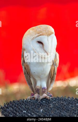 Italien, Lombardei, Schleiereule, Tyto Alba in Gefangenschaft Stockfoto