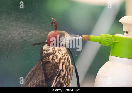 Italien, Lombardei, Peregrine Falcon, Falco Peregrinus in Gefangenschaft mit Wasser besprüht Stockfoto