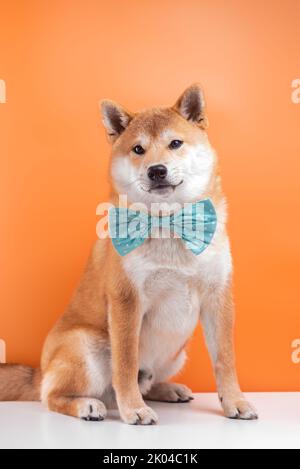 Porträt von shiba inu 5 Monate alten Welpen auf orangenen Hintergrund. Hund trägt Fliege. Stockfoto