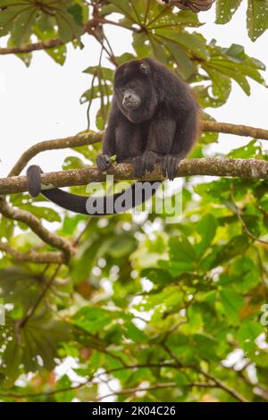 Manled Howler Monkey (Alouatta palliata) im Baum Stockfoto