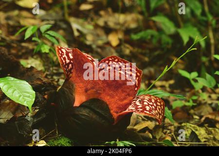 Rafflesia pricei kurz vor der Blüte in Tambunan, Borneo. Rafaflesias sind die größten Blumen der Welt Stockfoto