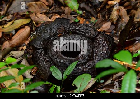 Rafflesia pricei im Stadium der Verrottung. Tambunan, Borneo. Rafaflesias sind die größten Blumen der Welt Stockfoto