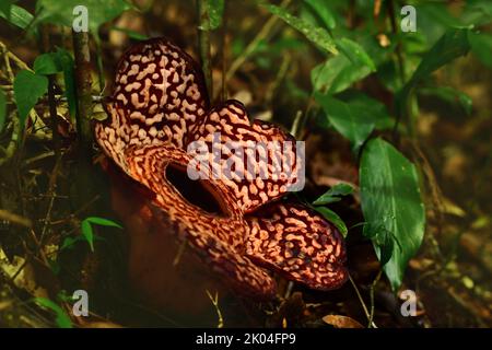 Rafflesia pricei in Tambunan, Borneo. Rafaflesias sind die größten Blumen der Welt Stockfoto