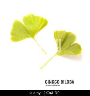 Leuchtend gelbe Herbstblätter von Ginkgo isoliert auf Weiß Stockfoto