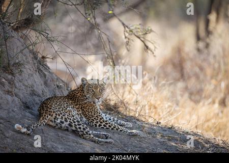Im Schatten der Konzession Mmadinari, die an Moremi, Okavango Delta, Botswana, angrenzt, liegt eine wunderschöne Leopardenweibin, panthera pardus Stockfoto