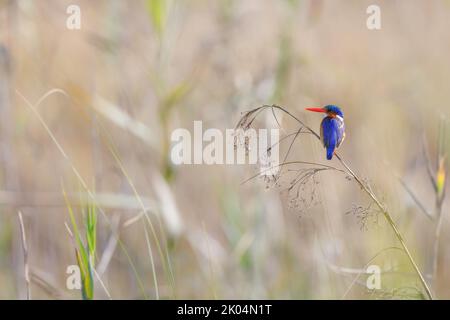 Ein bunt gefärbter Eisvögel, Corythornis cristatus, sitzt auf einem Schilf vor einem braunen und grünen Hintergrund, okavango Delta, botswana Stockfoto