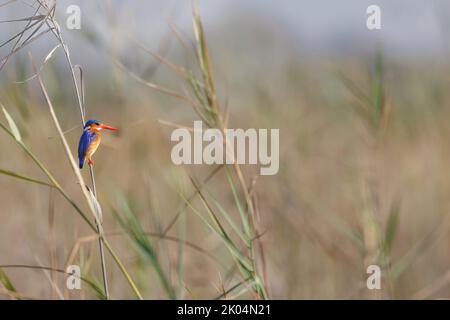 Ein Eisvögel sitzt auf einem Schilf an den Ufern eines Flusses im okavango Delta, botswana, mit Kopierraum und verschwommenem Grün und Braun Hintergrund Stockfoto