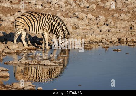 Zwei Zebras, die zusammen im warmen Morgenlicht am Okakuejo Waterhole, dem Etosha-Wildreservat, getrunken wurden Stockfoto