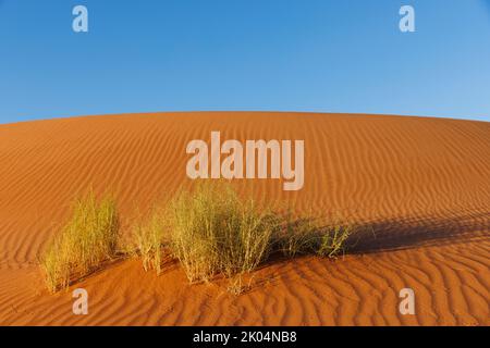 Einfaches horizontales Namib-Wüstenporträt mit einer geriffelten roten Düne, blauem Himmel und Gräsern im Vordergrund mit warmer Abendbeleuchtung und Schatten Stockfoto