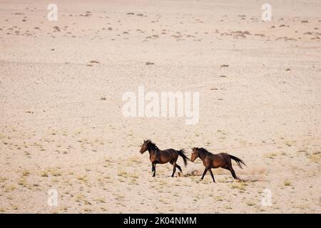 Zwei wilde Pferde der Namib-Wüste galoppieren in Richtung des Wasserlochs bei Garub, nahe aus, im Süden Namibias Stockfoto