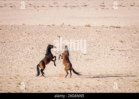 Zwei Wüstenpferde der Feral namib stehen auf ihren Hinterbeinen und interagieren nach dem Trinken im Garub Wasserloch im Namib Naukluft Park in der Nähe von aus, Namibia Stockfoto