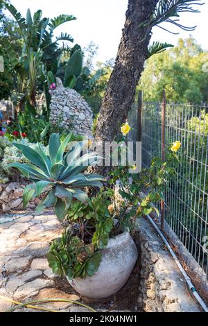 Eine riesige Agave im Garten als Dekoration der urbanen Landschaftsgestaltung Stockfoto