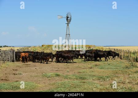 Kühe, die mit natürlichen Weiden aufgezogen wurden, Fleischproduktion in der argentinischen Landschaft, Provinz La Pampa, Argentinien. Stockfoto