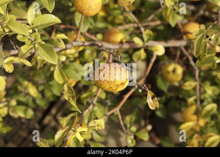 Gelbe Früchte japanischer Quitte wachsen an einem Ast. Überreife Früchte von ornamentaler Quitte. Stockfoto