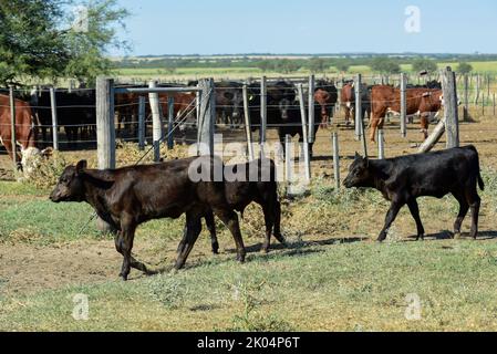 Kühe, die mit natürlichen Weiden aufgezogen wurden, Fleischproduktion in der argentinischen Landschaft, Provinz La Pampa, Argentinien. Stockfoto