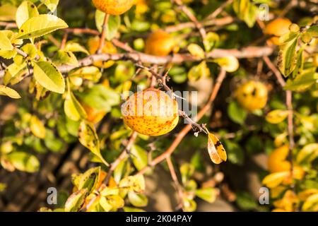 Gelbe Früchte japanischer Quitte wachsen an einem Ast. Überreife Früchte von ornamentaler Quitte. Stockfoto