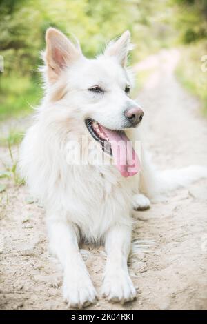 Großer weißer Kreuzungshund, der auf dem Boden liegt, mit der Zunge nach außen. Glücklicher Mischlingshund Rüde liegt im Wald. Slowakei. Stockfoto