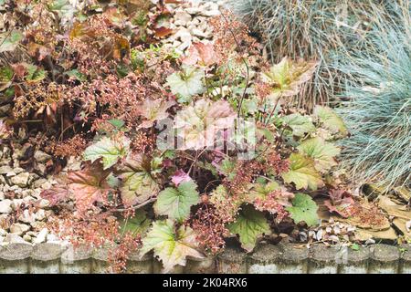 Heuchera Americana Blume oder American Coral Bell. Werk aus Nordamerika. Immergrüne Pflanze aus der Familie der Saxifragaceae. Allgemeiner Name auch Alumroot. Stockfoto