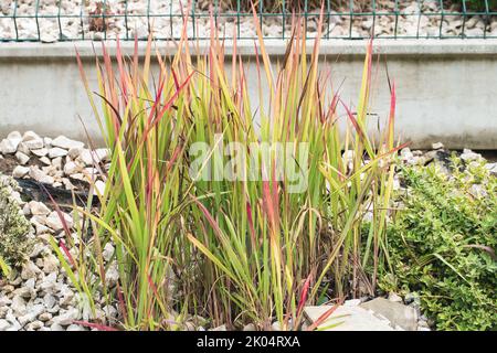 Imperata cylindrica oder gewöhnlich cogon Gras, Kunai Gras. Kultivar Red Baron. Aus der Familie der Poaceae. Frostbeständige Pflanze. Stockfoto