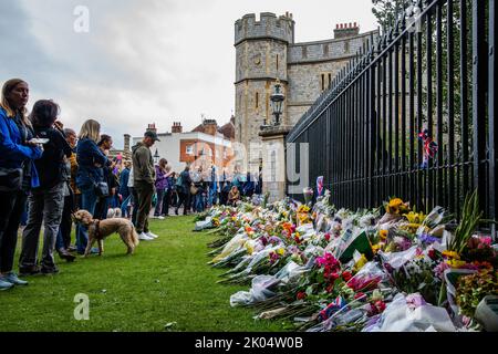 Windsor, Großbritannien. 9.. September 2022. Besucher sehen sich Blumengebete an, die einen Tag nach dem Tod von Königin Elizabeth II. Vor dem Cambridge Gate im Schloss Windsor hinterlassen wurden Königin Elizabeth II., die dienstälteste Monarchin Großbritanniens, starb in Balmoral im Alter von 96 Jahren nach einer Regierungszeit von 70 Jahren. Kredit: Mark Kerrison/Alamy Live Nachrichten Stockfoto