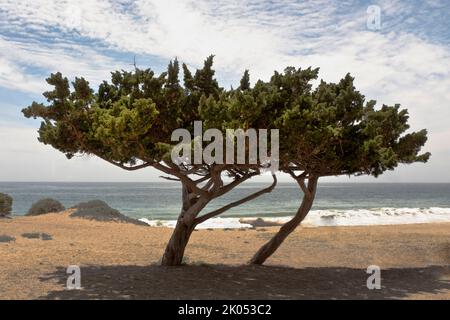 Zwei windgepeitschte Bäume am Strand Stockfoto