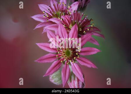 Makrofotografie von kleinen roten Blüten von Sukkulenten Stockfoto