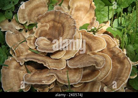 Riesiger Polypore-Pilz, der auf einem Baumstumpf in den USA wächst Stockfoto