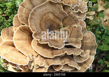 Riesiger Polypore-Pilz, der auf einem Baumstumpf in den USA wächst Stockfoto