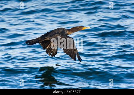 Kormoran fliegt tief mit Flügeln, die über Wellen auf blauem Wasser ausgestreckt sind Stockfoto