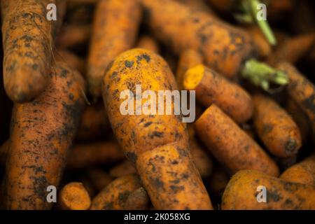 Rote Karotten auf dem Markt. Gemüse nicht gewaschen. Ernte im Herbst. Gesunde Ernährung. Vitamin A. Stockfoto