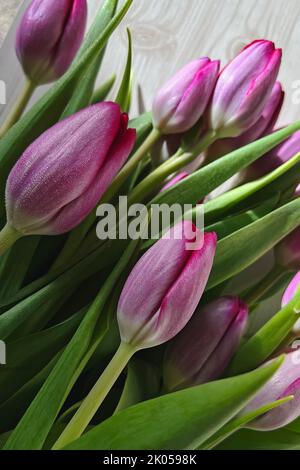 Schöne frische frühlingsrosafarbene Tulpen aus der Nähe Stockfoto