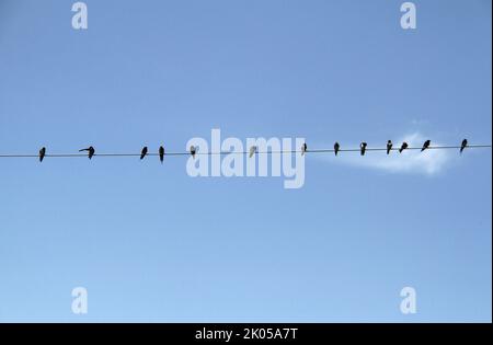 Schluckt auf einem Draht gegen den blauen Himmel Stockfoto